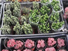 -三圣花乡旅游区