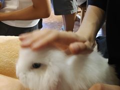 -猫猫幼稚园·撸猫·桌游·电玩