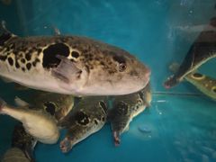 -天正河鲀·河豚亭(大连店)