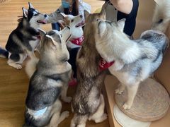 -Husky Go! 哈士奇体验馆·宠物咖啡厅狗咖