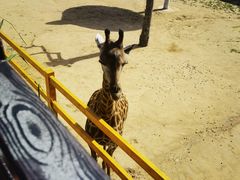 -西霞口神雕山野生动物世界