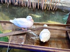 景观位-火福·天湖阁大闸蟹博物馆主题餐厅(浅水湾店)