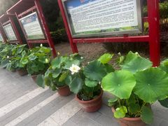 -莲花池公园