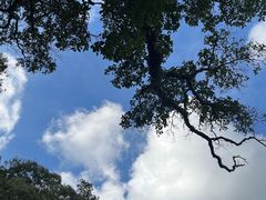 -清迈丛林飞跃 JungleFlight