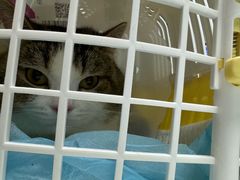 -中农大我爱我爱24h动物医院·中医针灸·猫专科·骨科医疗中心(双井店)