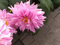 -东莞植物园
