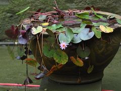 -上海醉白池公园