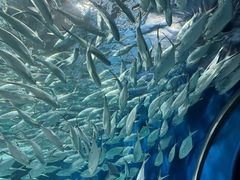 -上海海洋水族馆