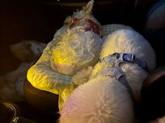 -枫花园汽车电影院(朝阳公园店)