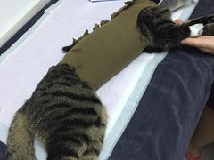 -关爱宠物医院·猫科中心·消化科(滨湖万达分院)