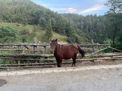 -武陵山森林公园