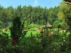 -合肥滨湖国家森林公园