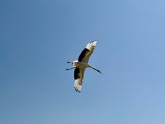-盐城丹顶鹤湿地生态旅游区