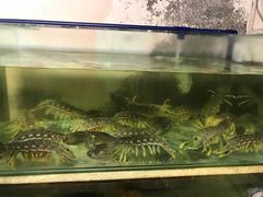 -ZF Seafood Restaurant 卓峰海鲜餐
