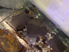 -红井路游艺炖锅·音乐餐吧(十渡店)