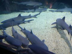 -烟台海昌鲸鲨海洋公园