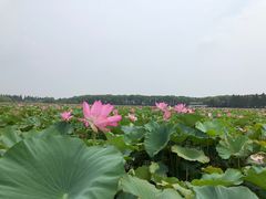 -洪湖生态旅游区