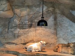 -Zoolung Zoolung动物主题公园(海信广场店)