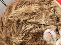 -平行世界·猫咖(首经贸店)