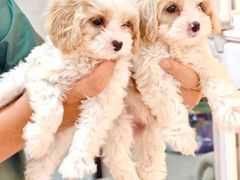 -翊宠yipet猫狗购宠庄园犬舍•猫舍