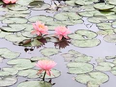 -松山湖梦幻百花洲