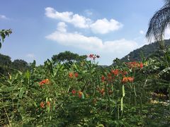 -海南热带雨林国家公园吊罗山景区