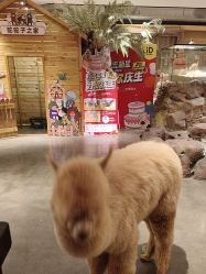 -造物庄园 萌宠纪(苏州湾歌林公园店)