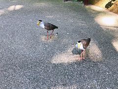 -新加坡飞禽公园