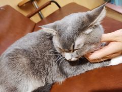 -MOCHA明星猫咖(田子坊店)