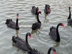 -五缘湾湿地公园