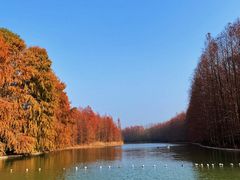 -上海海湾国家森林公园