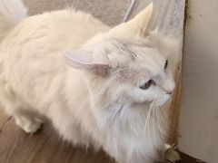 -有猫主题·治愈系猫咖(曾厝垵店)