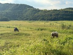-石塘人家