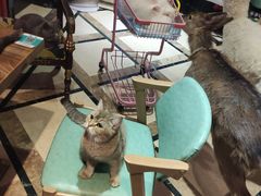 -猫色咖啡·猫咖