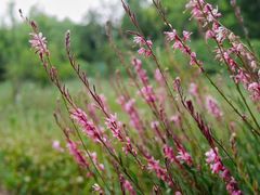 -桤木河湿地公园