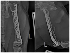 -东莞宠友24H宠物中心医院·转诊夜诊·异宠(新河北路院)