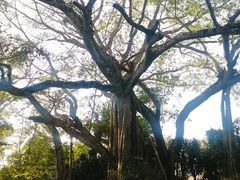 -瑞丽独树成林风景区