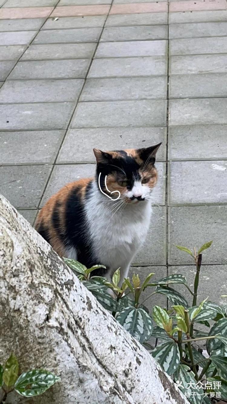 一些可爱的流浪猫