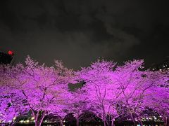 -西北湖绿化广场