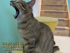 -猫在这儿猫咪咖啡馆·撸猫馆