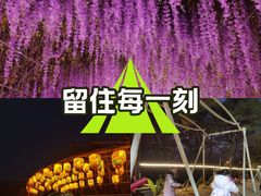 -大塘金香草谷