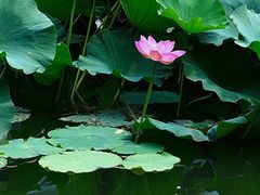 -国家植物园南园