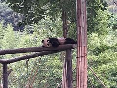 -都江堰中华大熊猫苑
