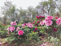 -盛世牡丹苑生态文化旅游区