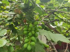 -江杨农产品批发市场