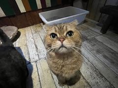 -壹六猫窝(谷德店)