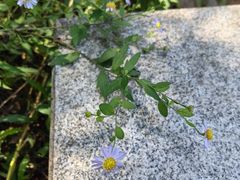 -马口生态公园