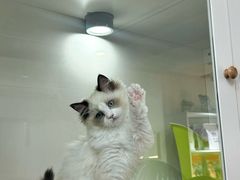 -青奢宠物·青奢猫舍