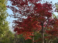 -白鹭湾湿地公园