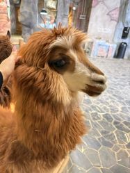 -Zoolung Zoolung动物主题公园(海信广场店)